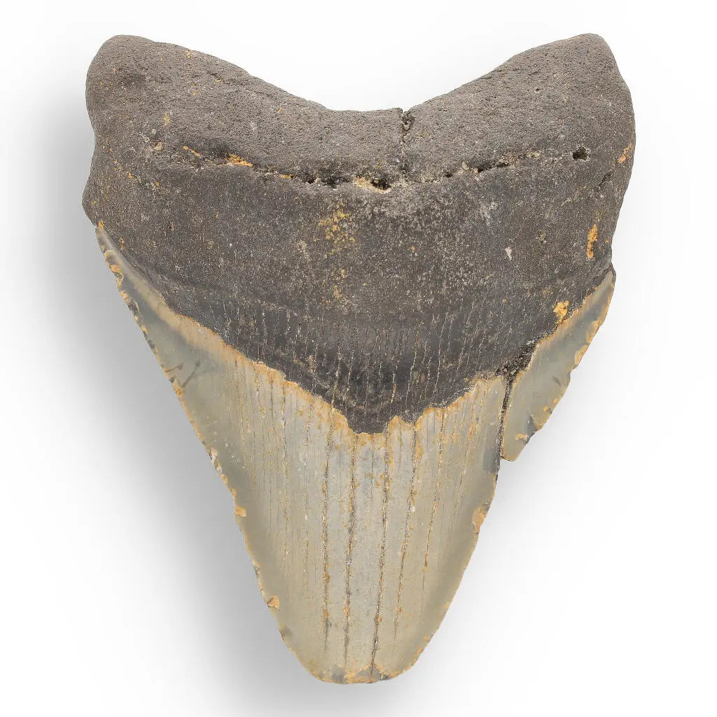 Buy your Megalodon Shark Tooth: Authentic Fossil from the Depths of Time online now or in store at Forever Gems in Franschhoek, South Africa