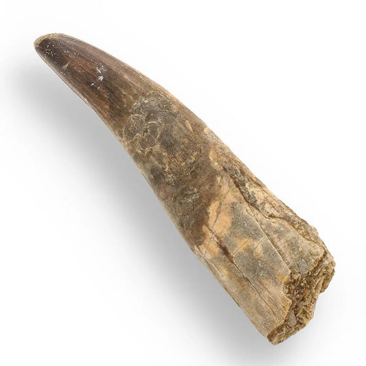 122mm Spinosaurus Tooth: Authentic Kem Kem Find