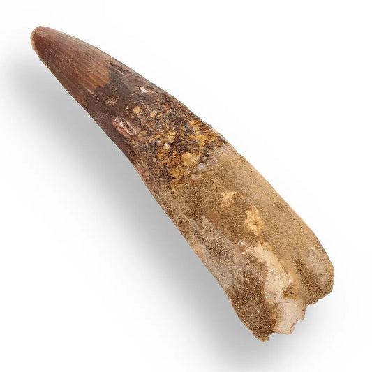 120mm Spinosaurus Tooth: Rare Large Specimen