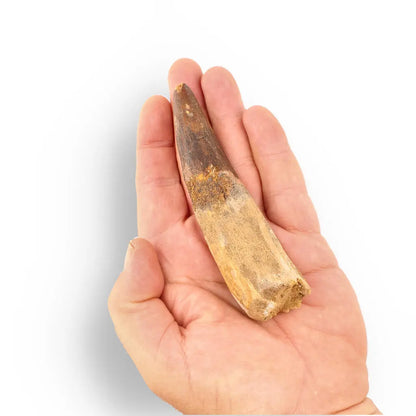 120mm Spinosaurus Tooth: Rare Large Specimen