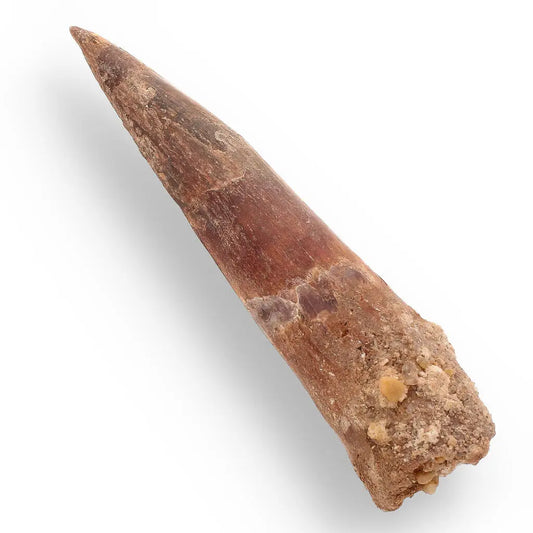 108mm Spinosaurus Tooth: Kem Kem, Morocco Fossil