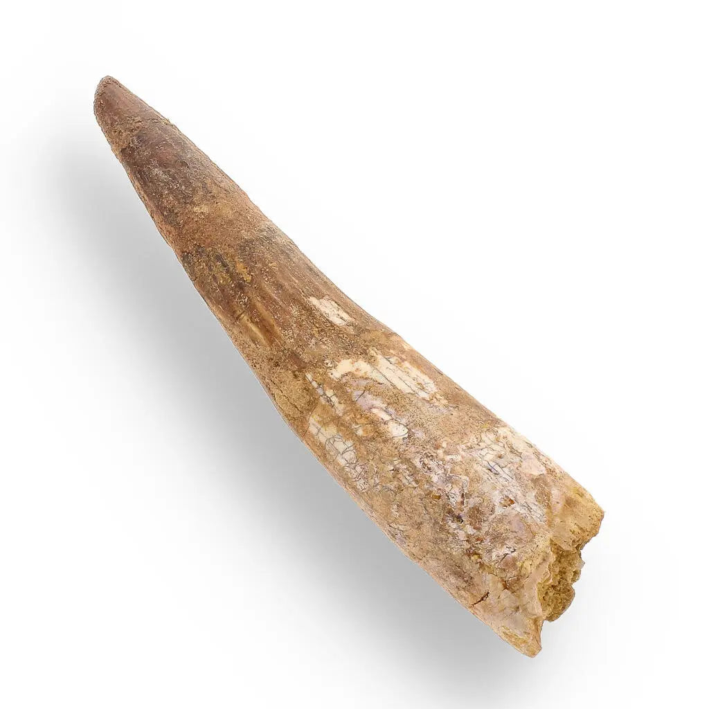 96mm Spinosaurus Tooth: Well-Preserved, Feeding Wear