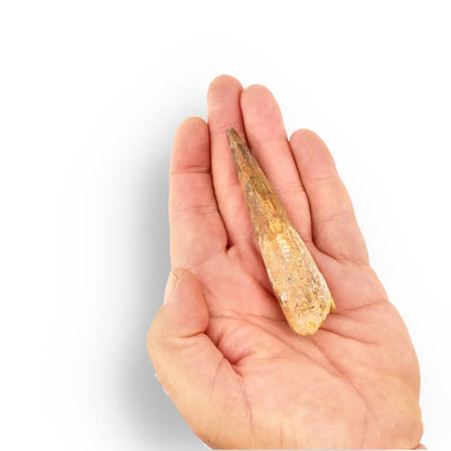 96mm Spinosaurus Tooth: Well-Preserved, Feeding Wear