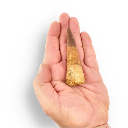 91mm Spinosaurus Tooth: Giant Cretaceous Predator