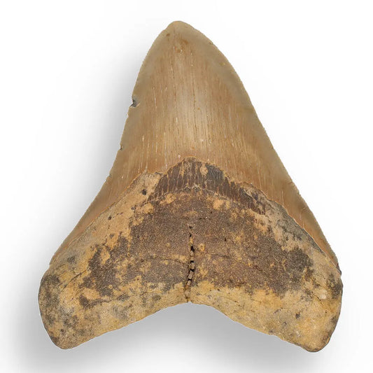 Authentic Megalodon Shark Tooth: A Jaw-Dropping Prehistoric Find