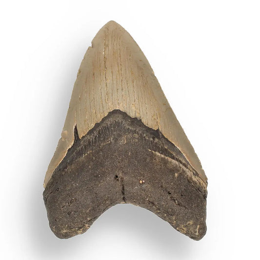 Authentic Megalodon Shark Tooth: Massive History in Your Hands