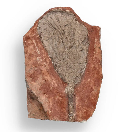 420-Million-Year-Old Scyphocrinites Elegans Crinoid Fossil Plate