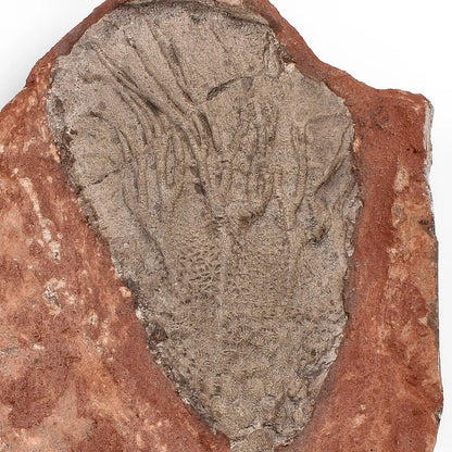 420-Million-Year-Old Scyphocrinites Elegans Crinoid Fossil Plate