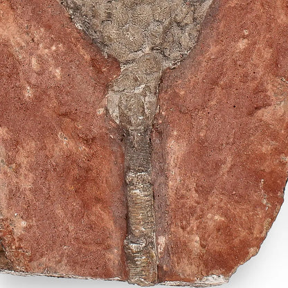 420-Million-Year-Old Scyphocrinites Elegans Crinoid Fossil Plate