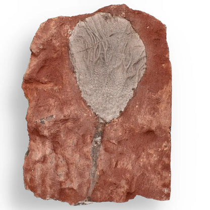 Ancient Silurian Crinoid Plate – Scyphocrinites Elegans from Morocco