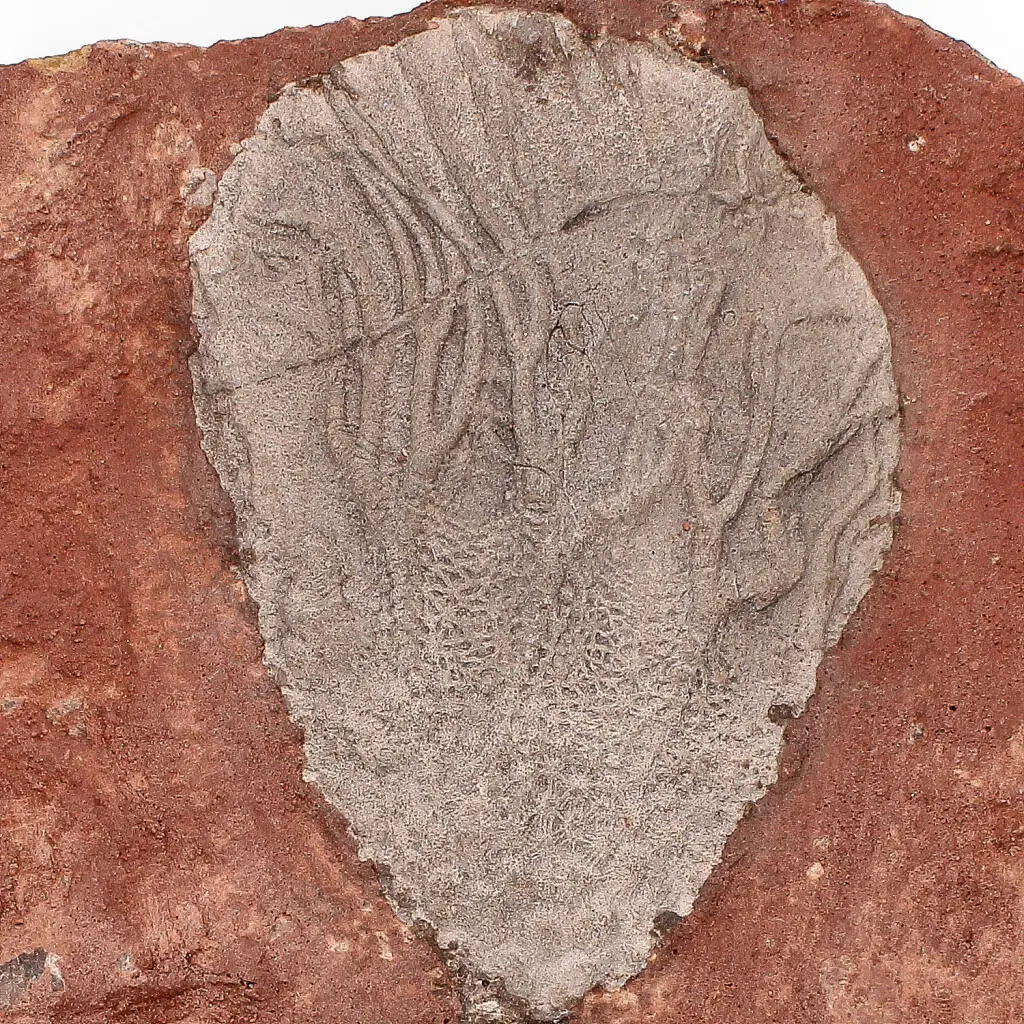 Ancient Silurian Crinoid Plate – Scyphocrinites Elegans from Morocco