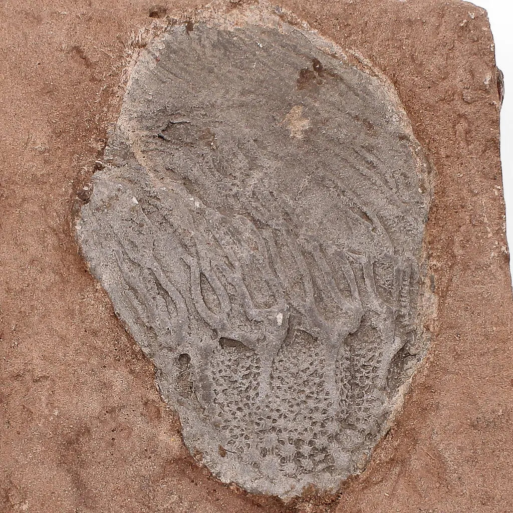 Stunning Scyphocrinites Elegans Fossil – Silurian Era Marine Marvel