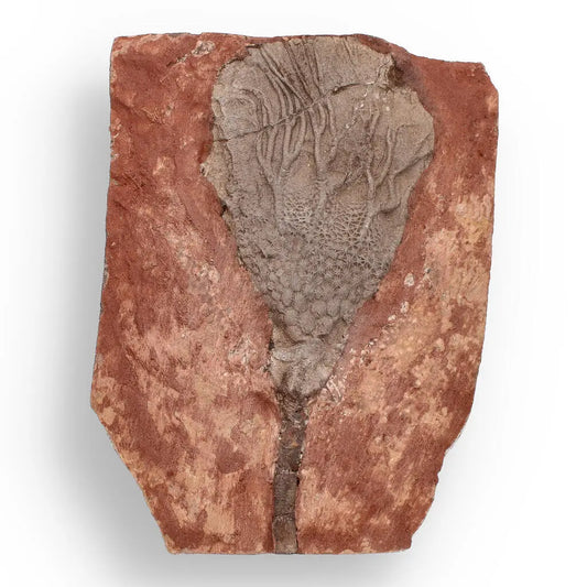 Upper Silurian Crinoid Plate – Preserved Scyphocrinites Elegans Fossil