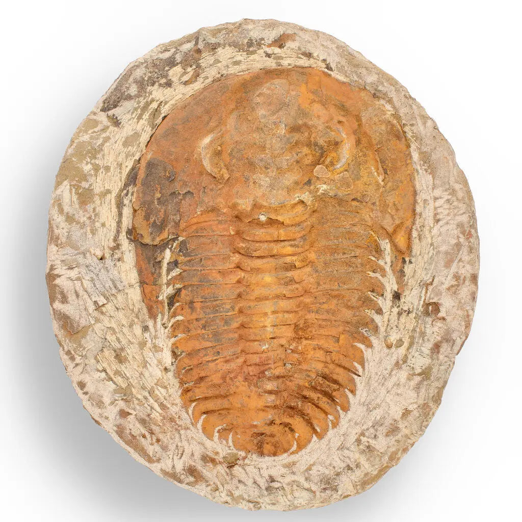 Cambropallas Trilobite with Perfect Positive-Negative Split – 509 MYA