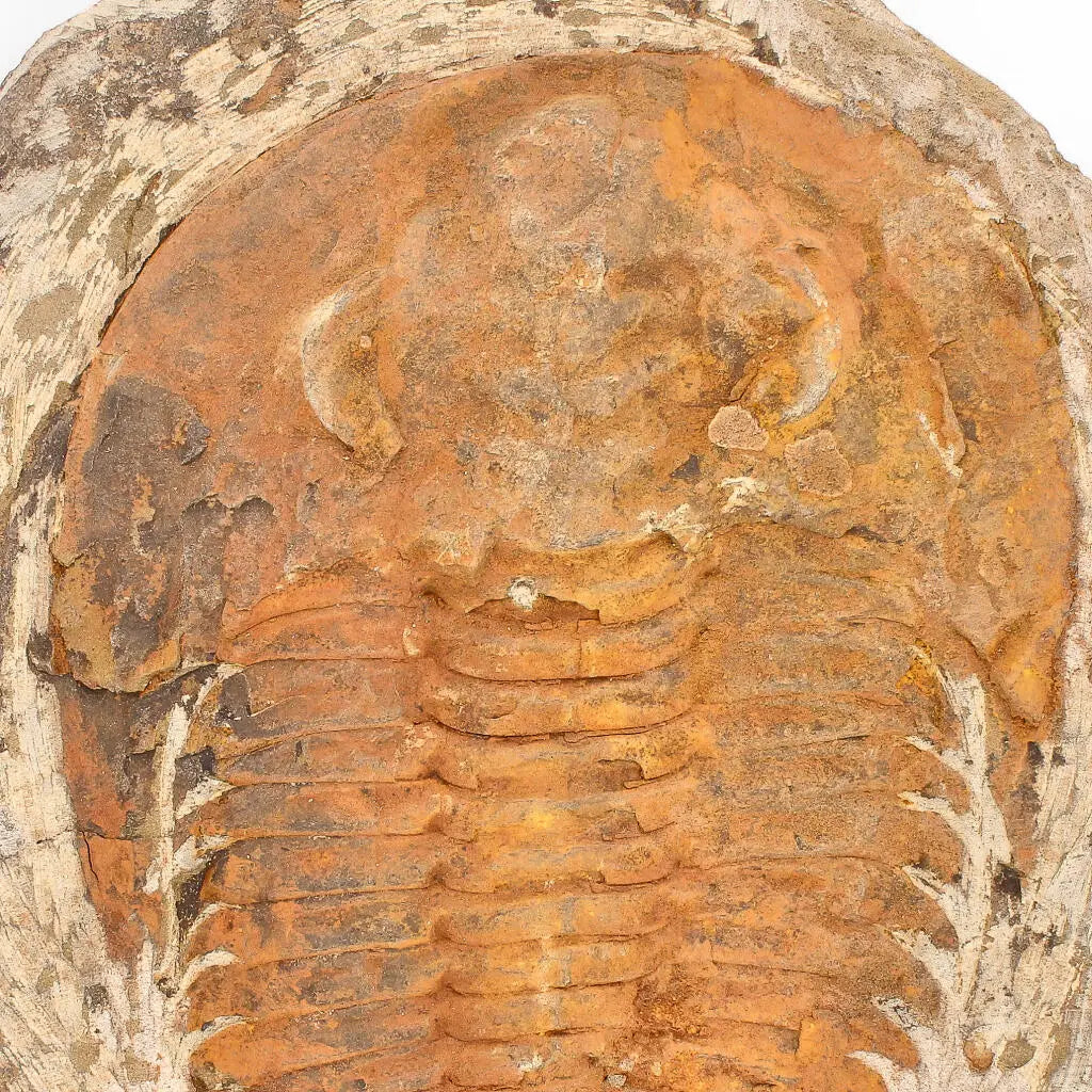 Cambropallas Trilobite with Perfect Positive-Negative Split – 509 MYA