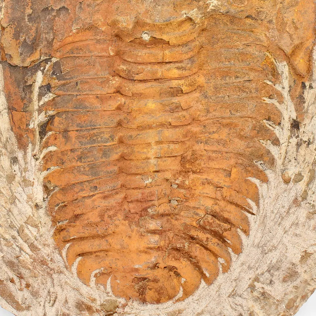 Cambropallas Trilobite with Perfect Positive-Negative Split – 509 MYA