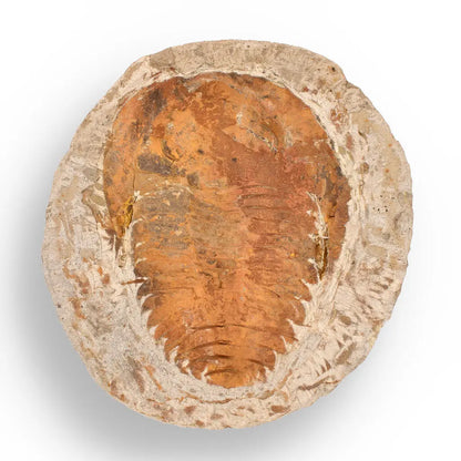 Cambropallas Trilobite with Perfect Positive-Negative Split – 509 MYA