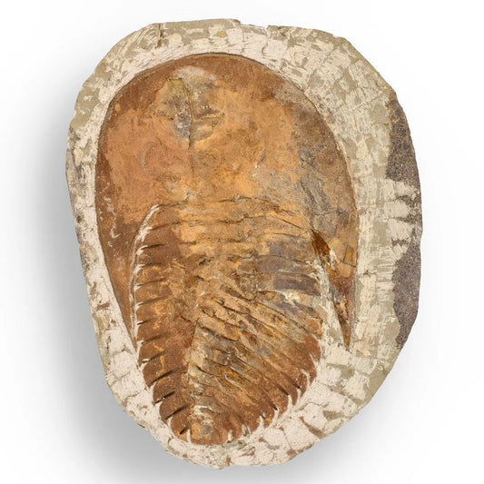 Authentic Cambropallas Trilobite – 509-Million-Year-Old Fossil