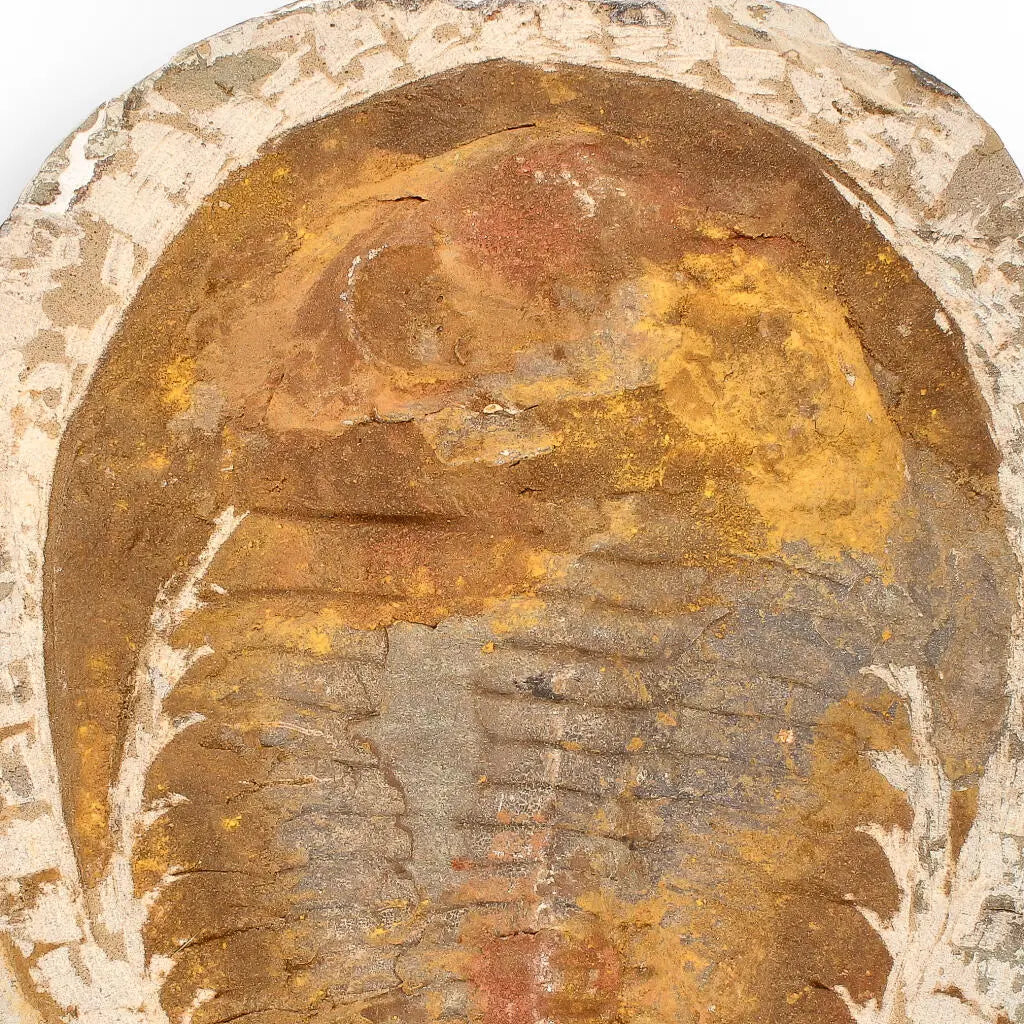 Authentic Cambropallas Trilobite – Ancient Marine Relic from Morocco