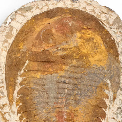 Authentic Cambropallas Trilobite – Ancient Marine Relic from Morocco