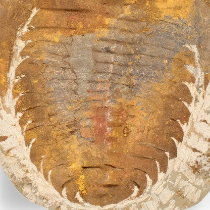 Authentic Cambropallas Trilobite – Ancient Marine Relic from Morocco