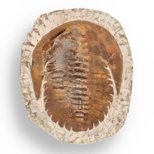 Authentic Cambropallas Trilobite – A Prehistoric Treasure from Jbel Ougnate