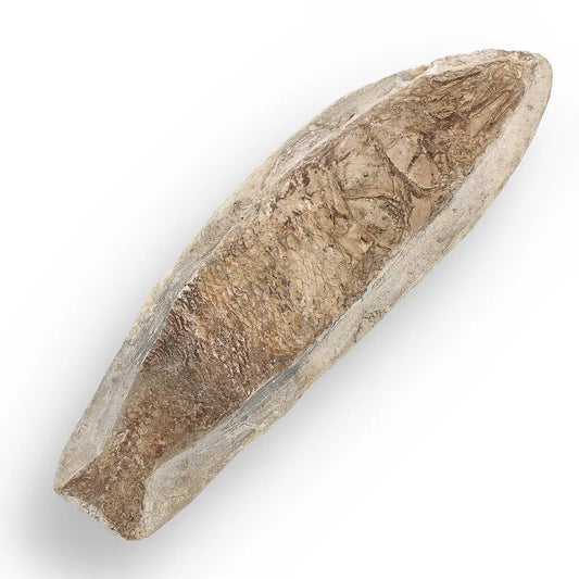 Cretaceous Treasure: Brazilian Fossil Fish