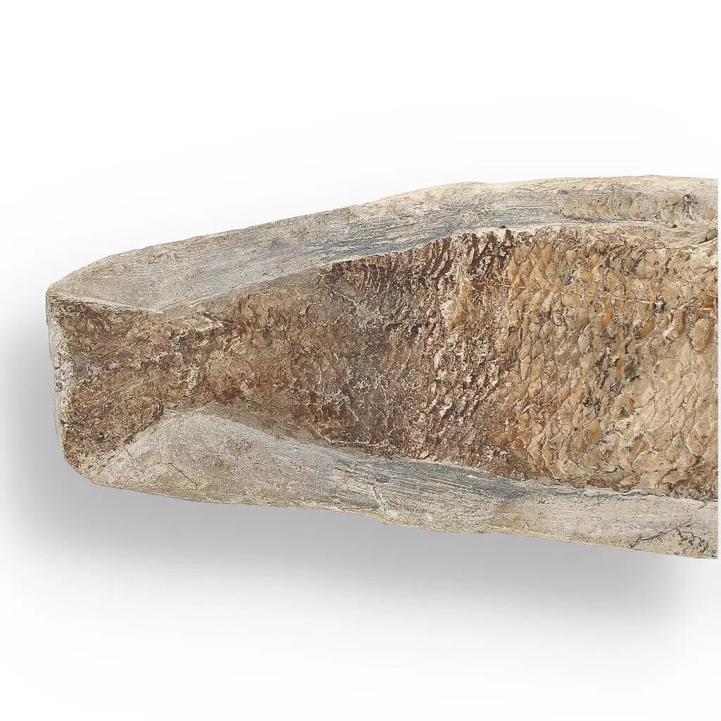 Cretaceous Treasure: Brazilian Fossil Fish