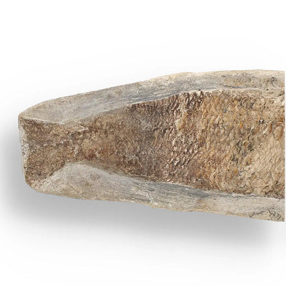 Cretaceous Treasure: Brazilian Fossil Fish