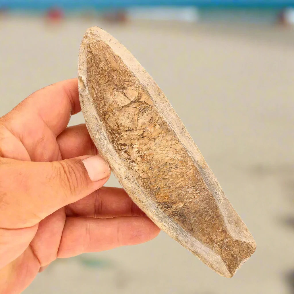 Cretaceous Treasure: Brazilian Fossil Fish