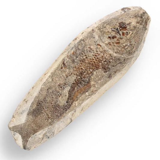 Timeless Beauty: Cretaceous Fish Fossil