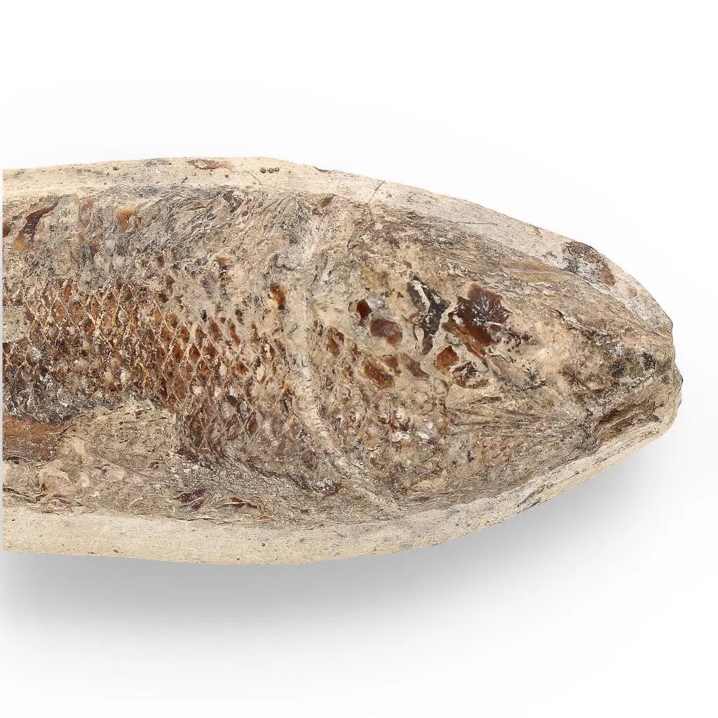 Timeless Beauty: Cretaceous Fish Fossil