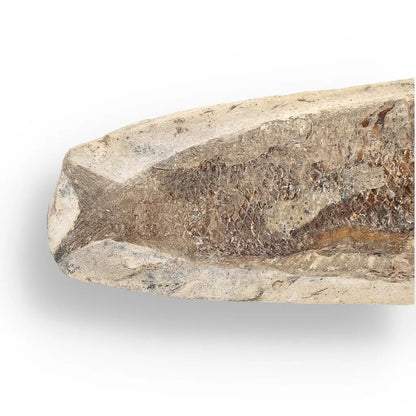 Timeless Beauty: Cretaceous Fish Fossil