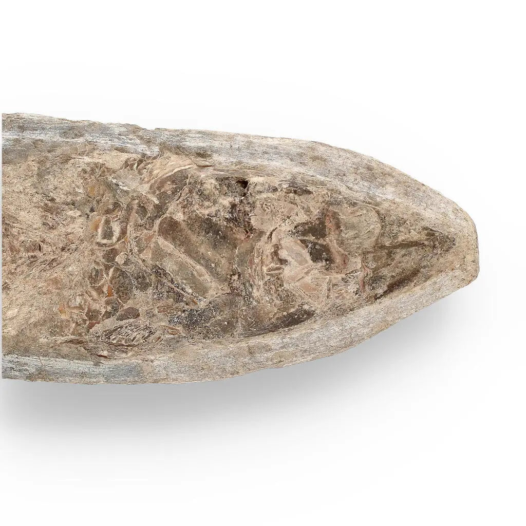 Brazilian Fossil Fish: Natural History's Gem