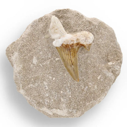 Prehistoric Predator’s Legacy: Shark Tooth