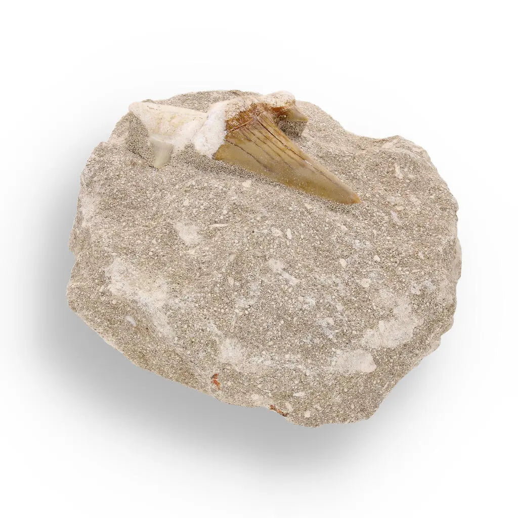 Prehistoric Predator’s Legacy: Shark Tooth