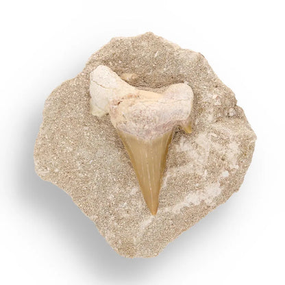 Ancient Ocean Relic: Shark Tooth