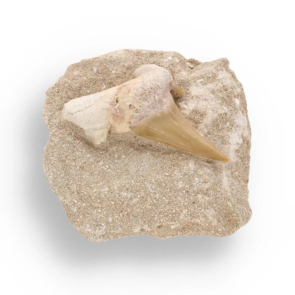 Ancient Ocean Relic: Shark Tooth