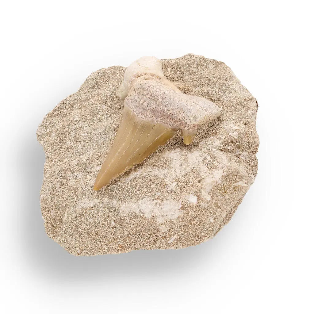 Ancient Ocean Relic: Shark Tooth