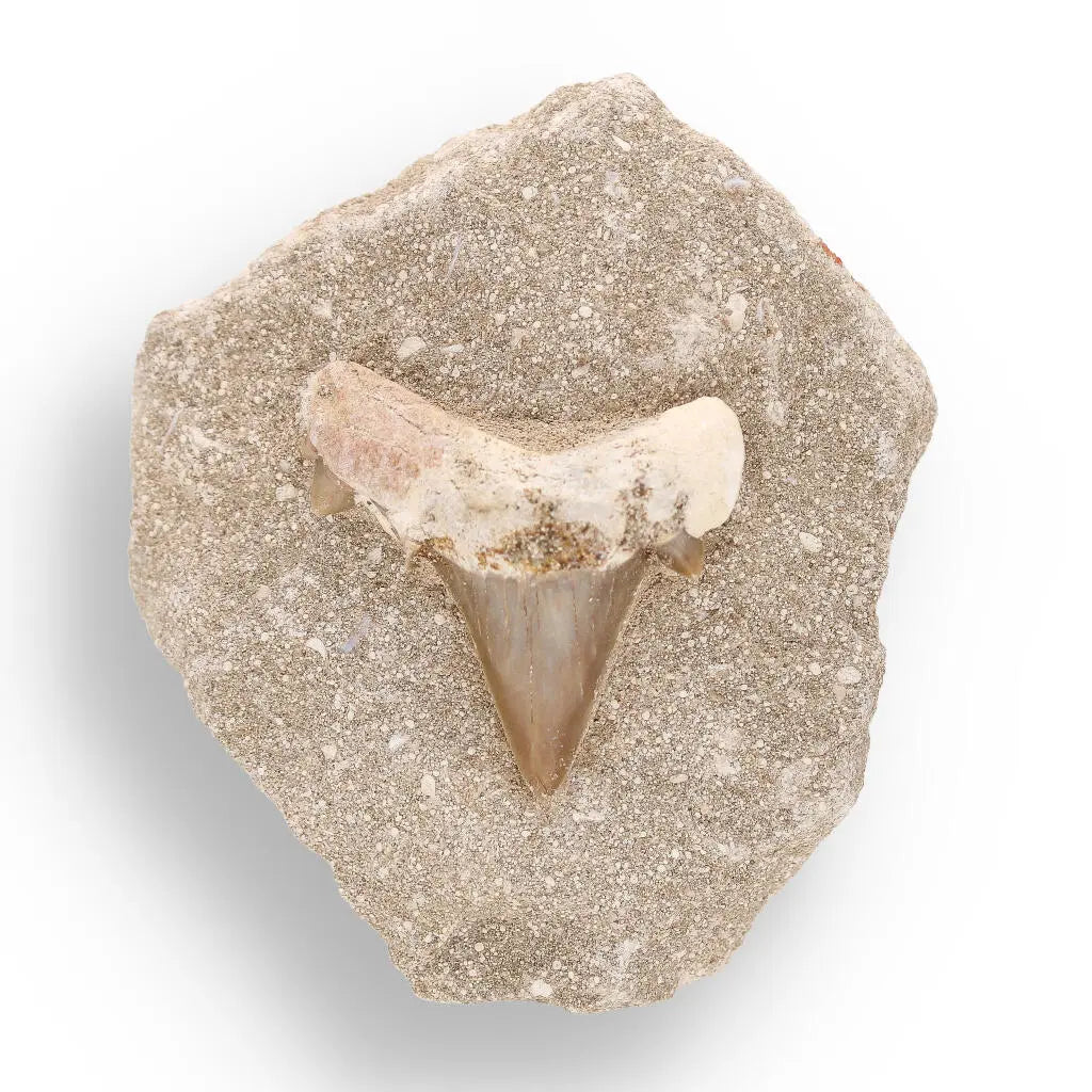 Fossil Shark Tooth from Morocco