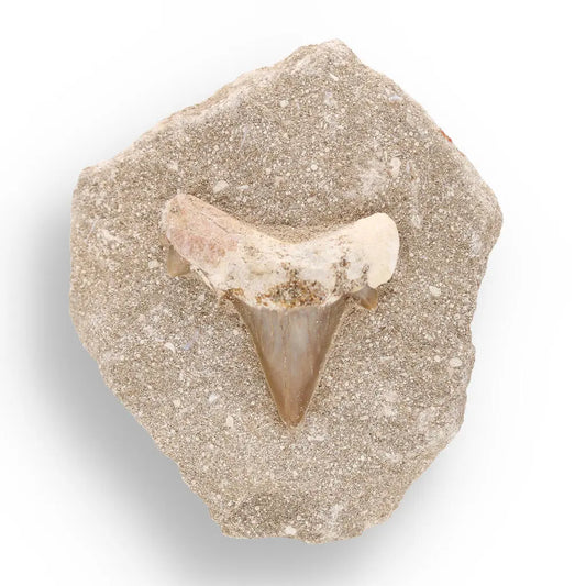 Fossil Shark Tooth from Morocco