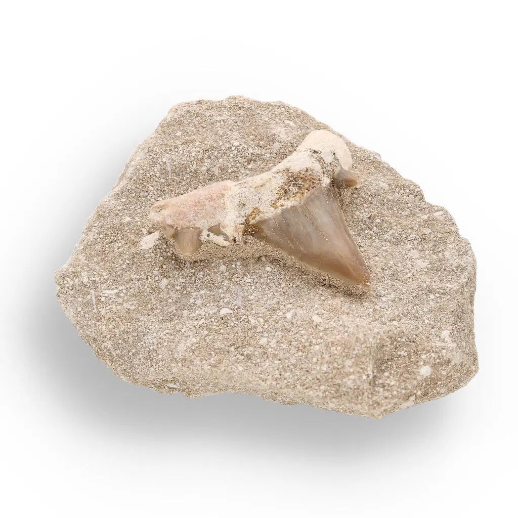 Fossil Shark Tooth from Morocco