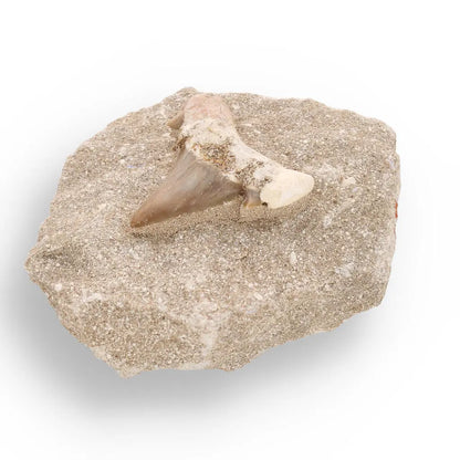 Fossil Shark Tooth from Morocco