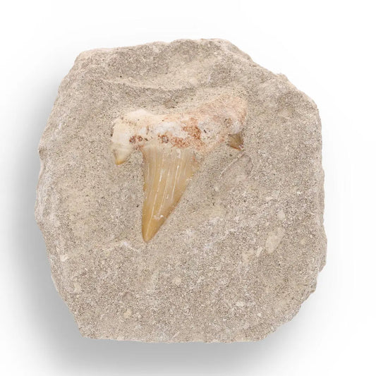 65-Million-Year-Old Shark Treasure