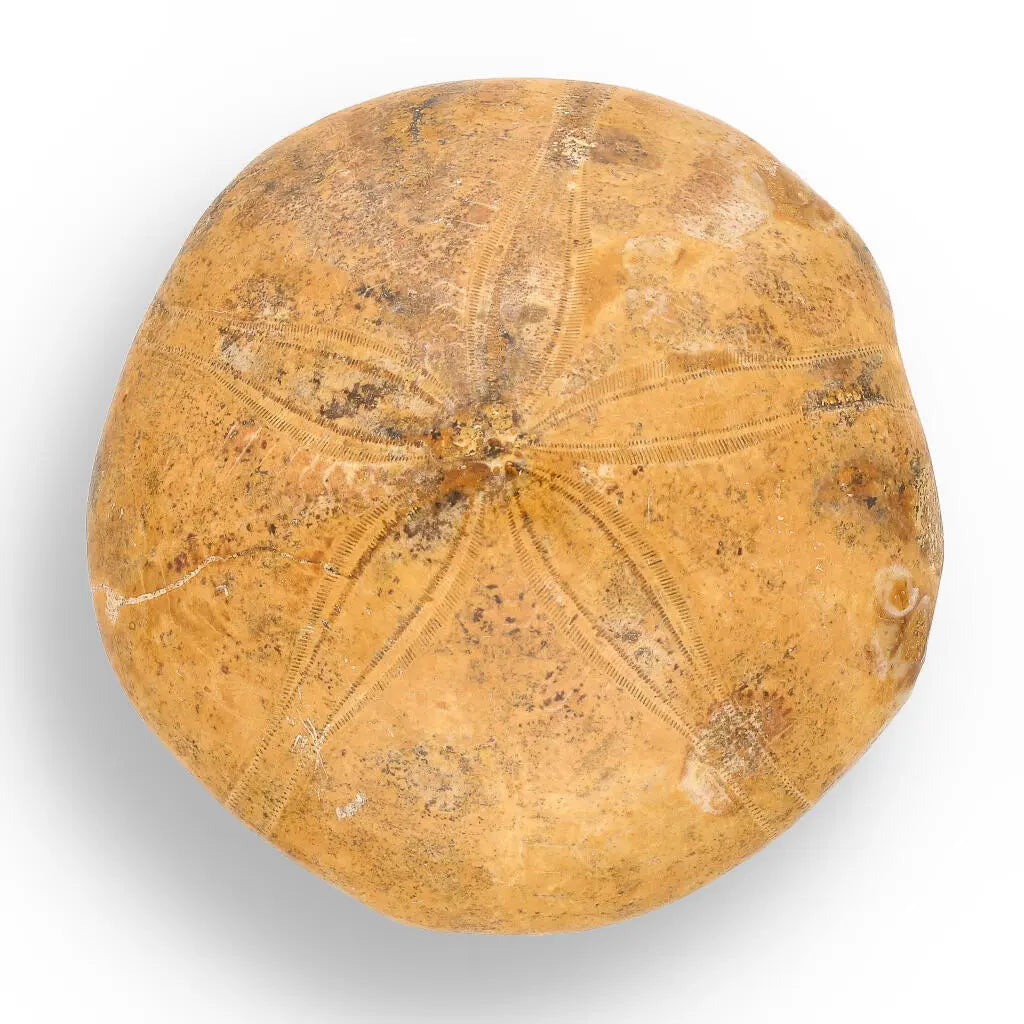 Fossilized Sand Dollar from Madagascar