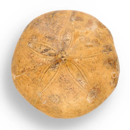 Buy your Fossilized Sand Dollar from Madagascar online now or in store at Forever Gems in Franschhoek, South Africa