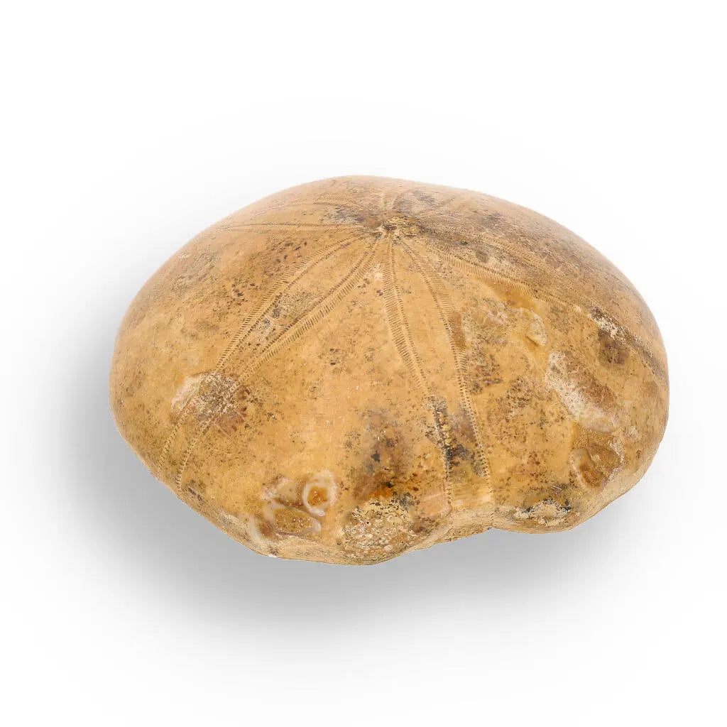 Buy your Fossilized Sand Dollar from Madagascar online now or in store at Forever Gems in Franschhoek, South Africa