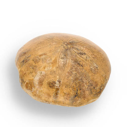 Buy your Fossilized Sand Dollar from Madagascar online now or in store at Forever Gems in Franschhoek, South Africa