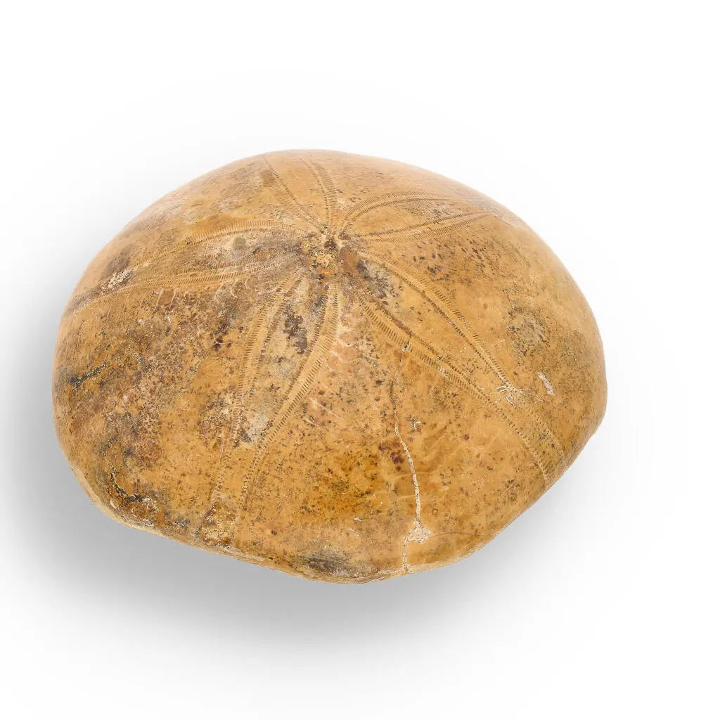 Buy your Fossilized Sand Dollar from Madagascar online now or in store at Forever Gems in Franschhoek, South Africa