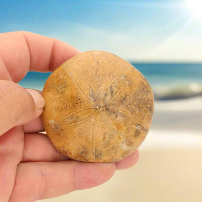 Buy your Fossilized Sand Dollar from Madagascar online now or in store at Forever Gems in Franschhoek, South Africa